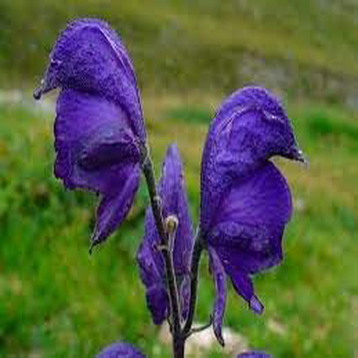 Aconitum Napellus Flower Seeds for Planting  Cut Flower Favorite, Heirloom Non-GMO High Germination Organic Garden Seeds