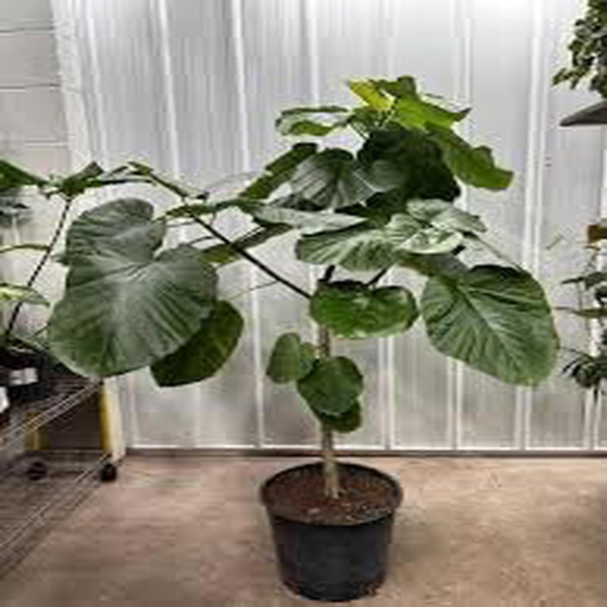 Cyphomandra Plant Seeds for Planting Organic Heirloom Non-GMO Edible Fruit Seeds