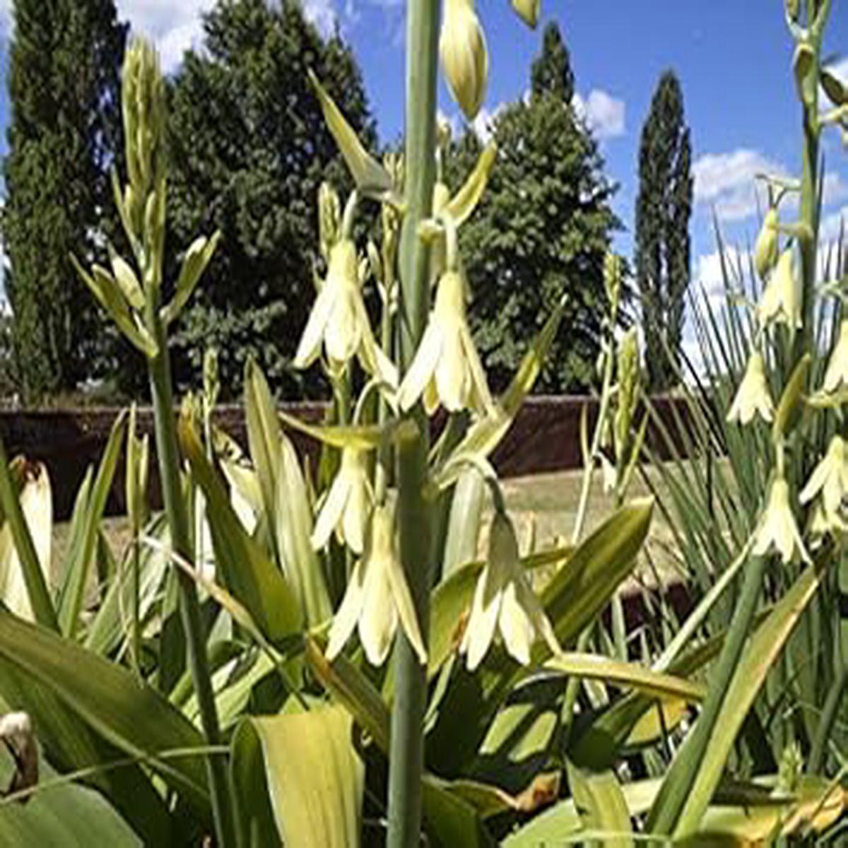 Galtonia Viridiflora Flower seeds for Planting - Long Bloom Season, Heirloom & GMO Free Seeds for Home Garden