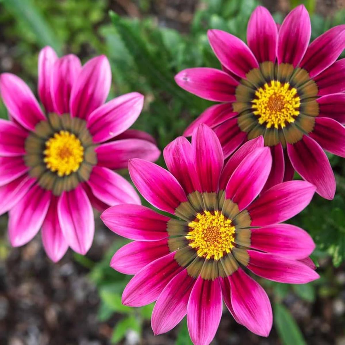 Gazania Linearis Gazania spp. Seeds for Planting in Flower Bed