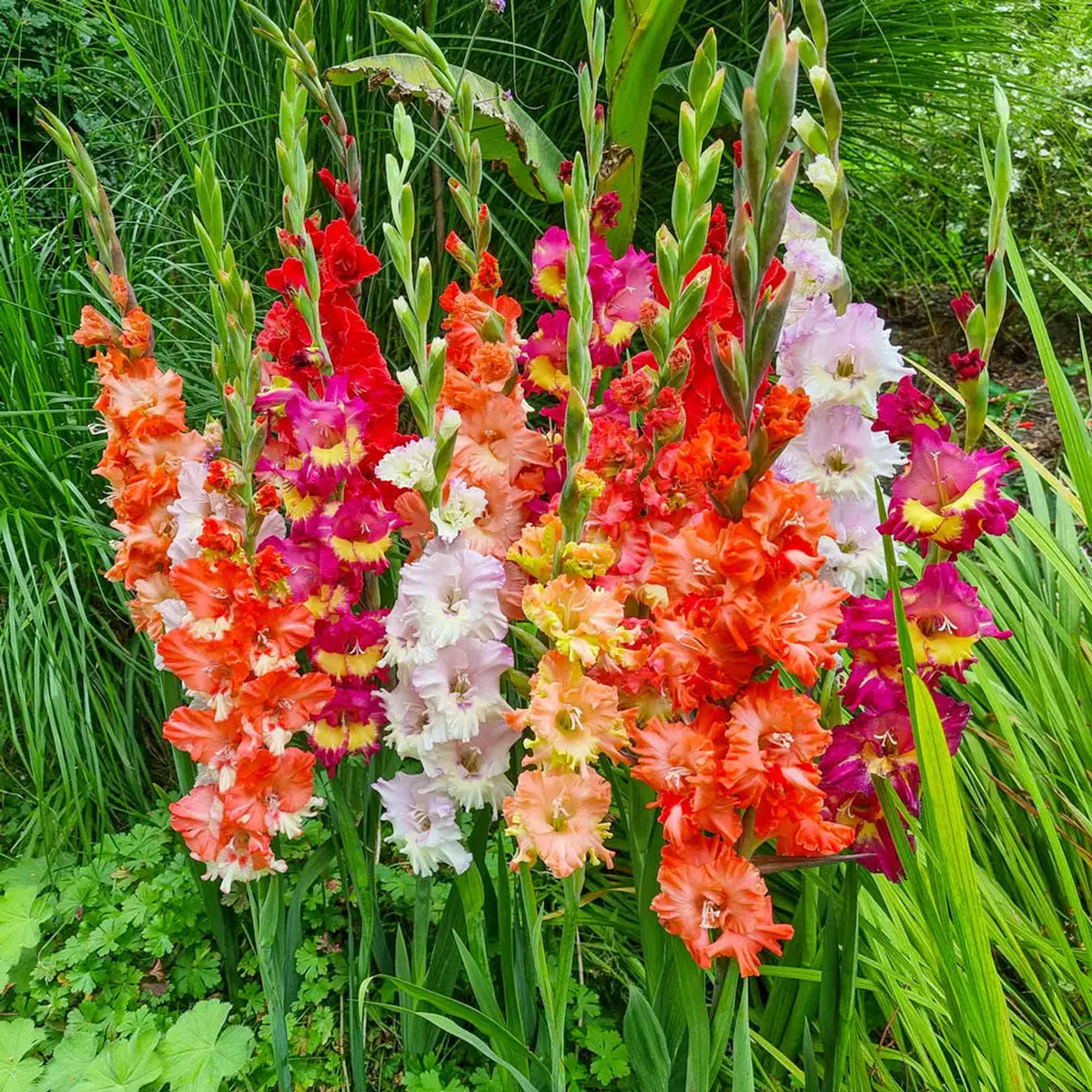 Gladiolus Flower Seeds Mixed Colors Gladiolus hortulanus for Summer Garden Planting