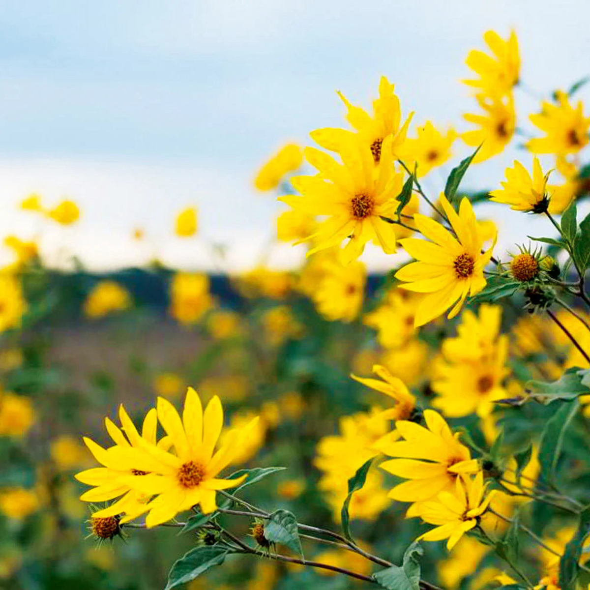 Heirloom Non-GMO Yellow Heliopsis Flower Seeds for Garden Planting Bright Sun-Like Blooms Variety