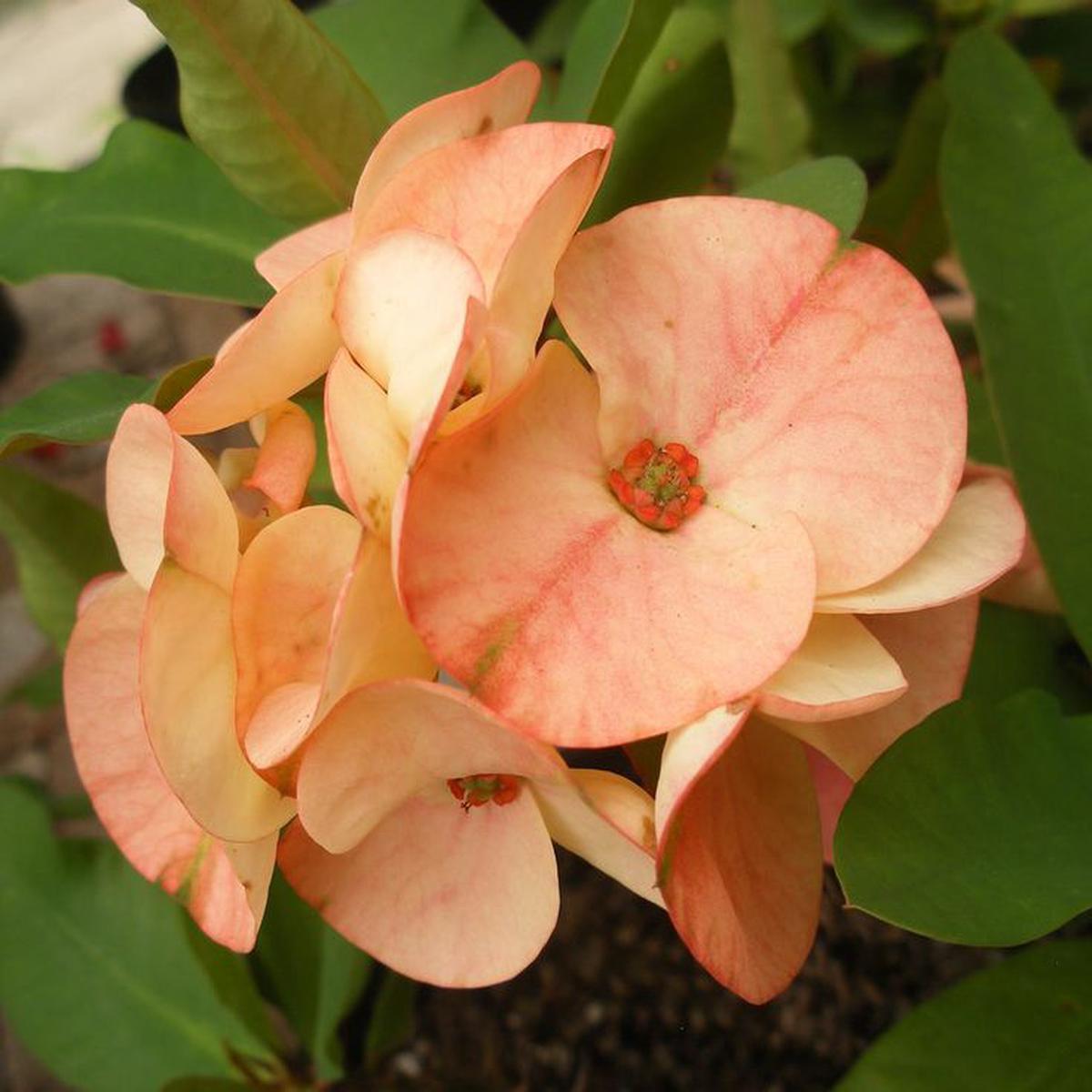 Heirloom Pale Pink Euphorbia Milii Flower Seeds for Planting, Non-GMO