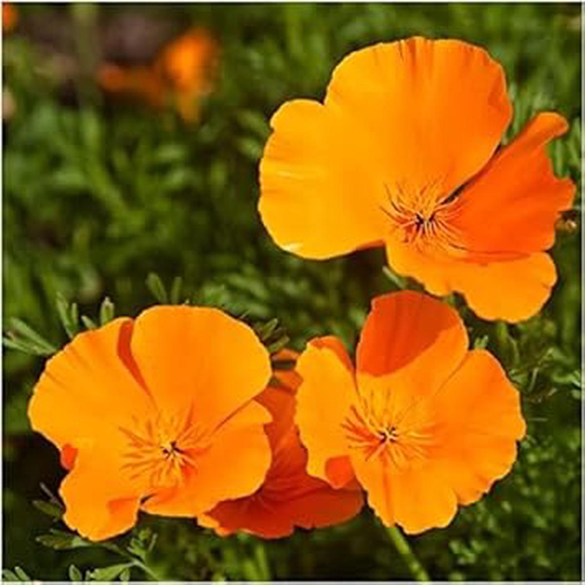 Orange Eschscholtzia Jardim Flower Seeds Flower seeds for Planting Fragrant Blossoms Heirloom & GMO Free Seeds for Home Garden