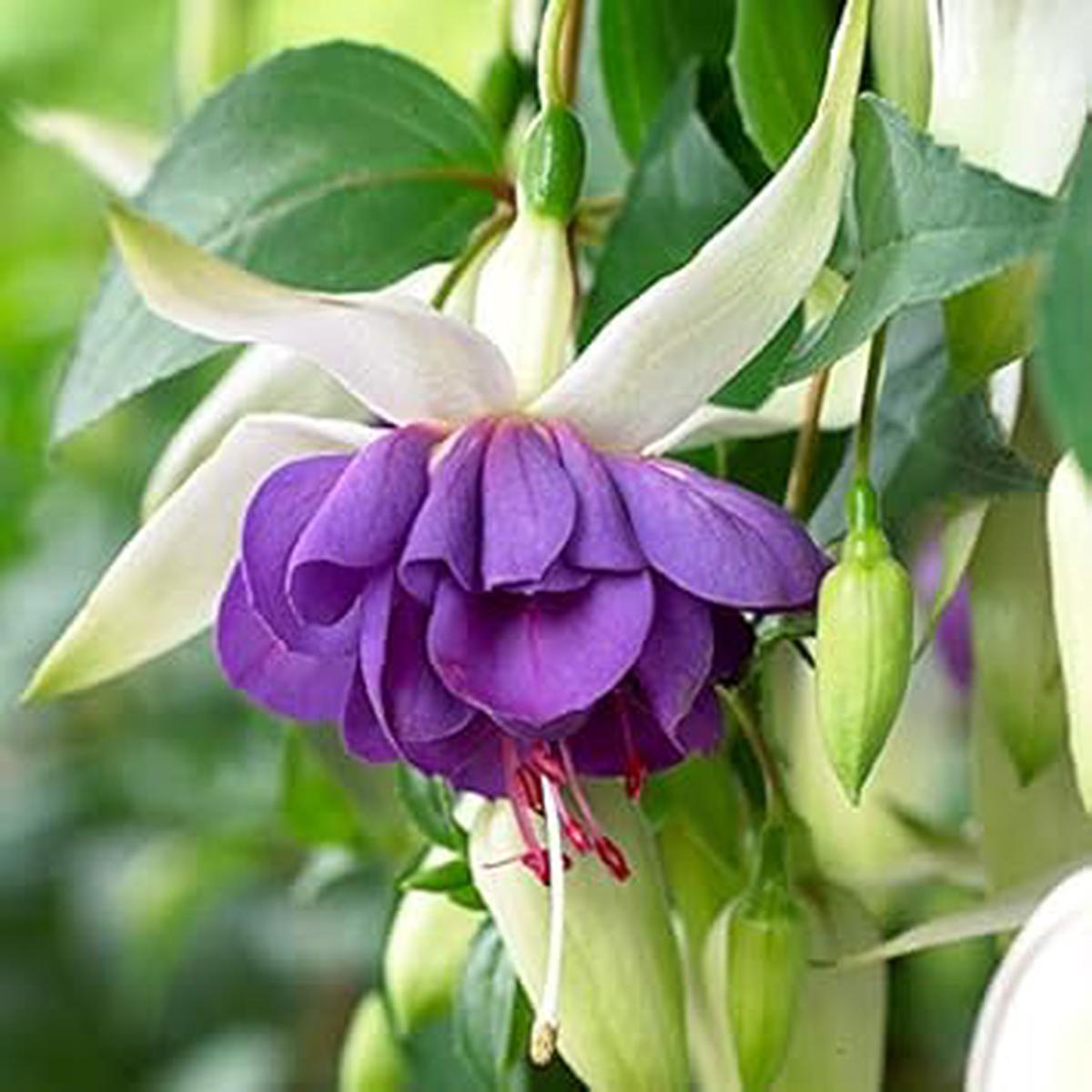 Organic Heirloom Blue White Double Fuchsia Flower Seeds for Planting  Non-GMO High Germination Garden Seeds