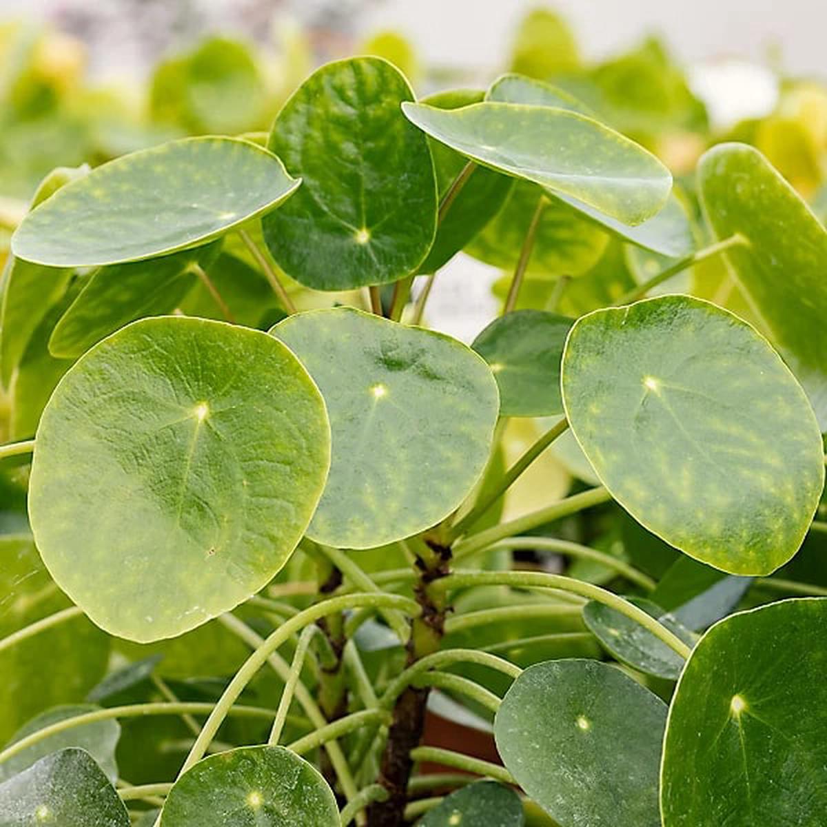 Pilea Seeds for Planting  Pollinator Friendly, Heirloom, Non-GMO, High Germination Organic Garden Seeds