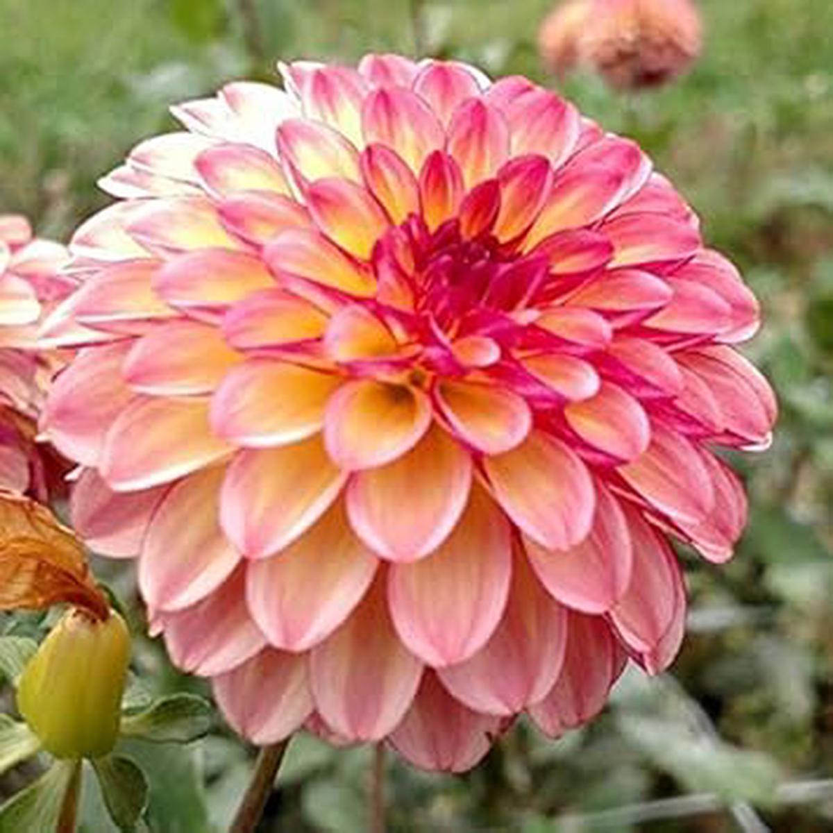 Pink Cream Dahlia Flower Seeds for Planting Heirloom Non-GMO High Germination Organic Garden Seeds