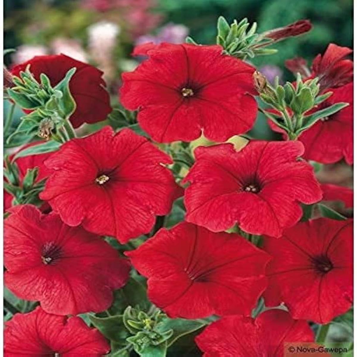 Red Oblique Petunia Flower Seeds for Planting - Heirloom Non-GMO Organic Garden Seeds, High Germination
