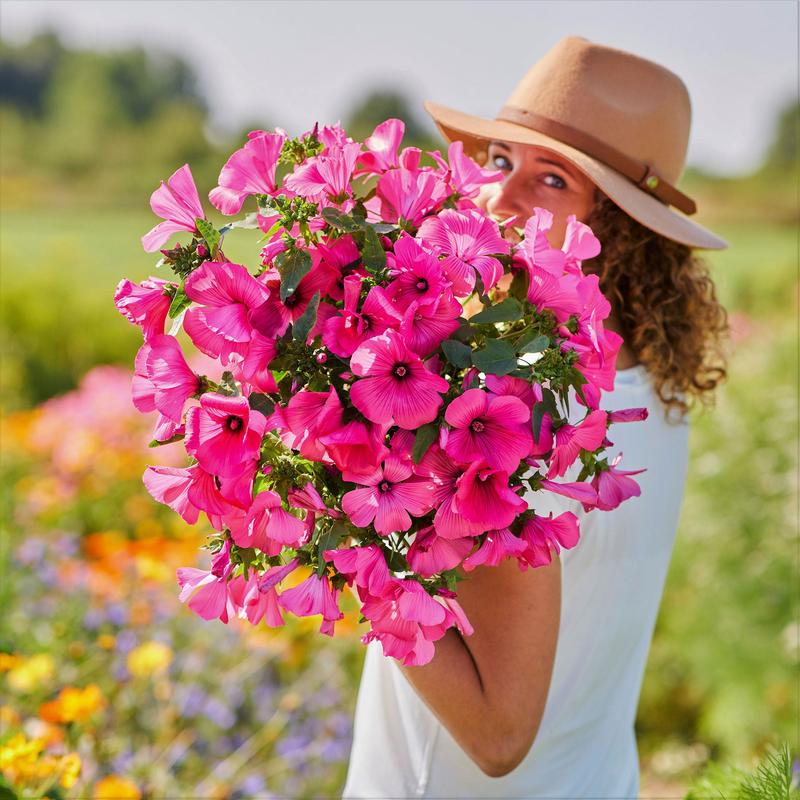 Rose Mallow Seeds - Tanagra
