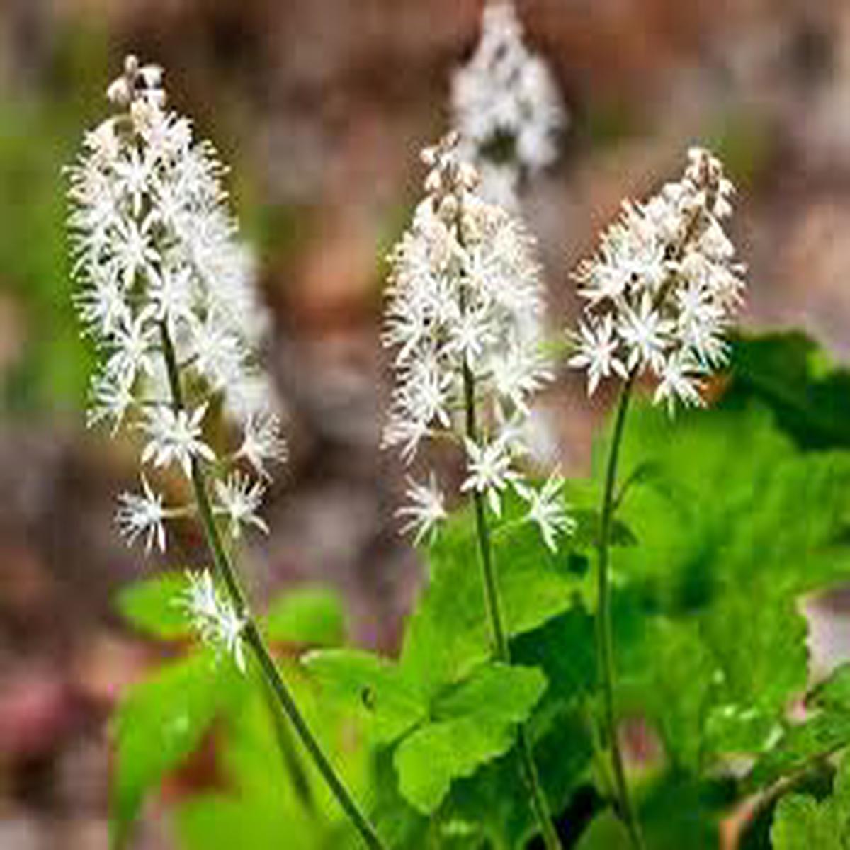 White Tiarella Trifoliata Flower seeds for Planting - Colorful Display, Heirloom & GMO Free Seeds for Home Garden