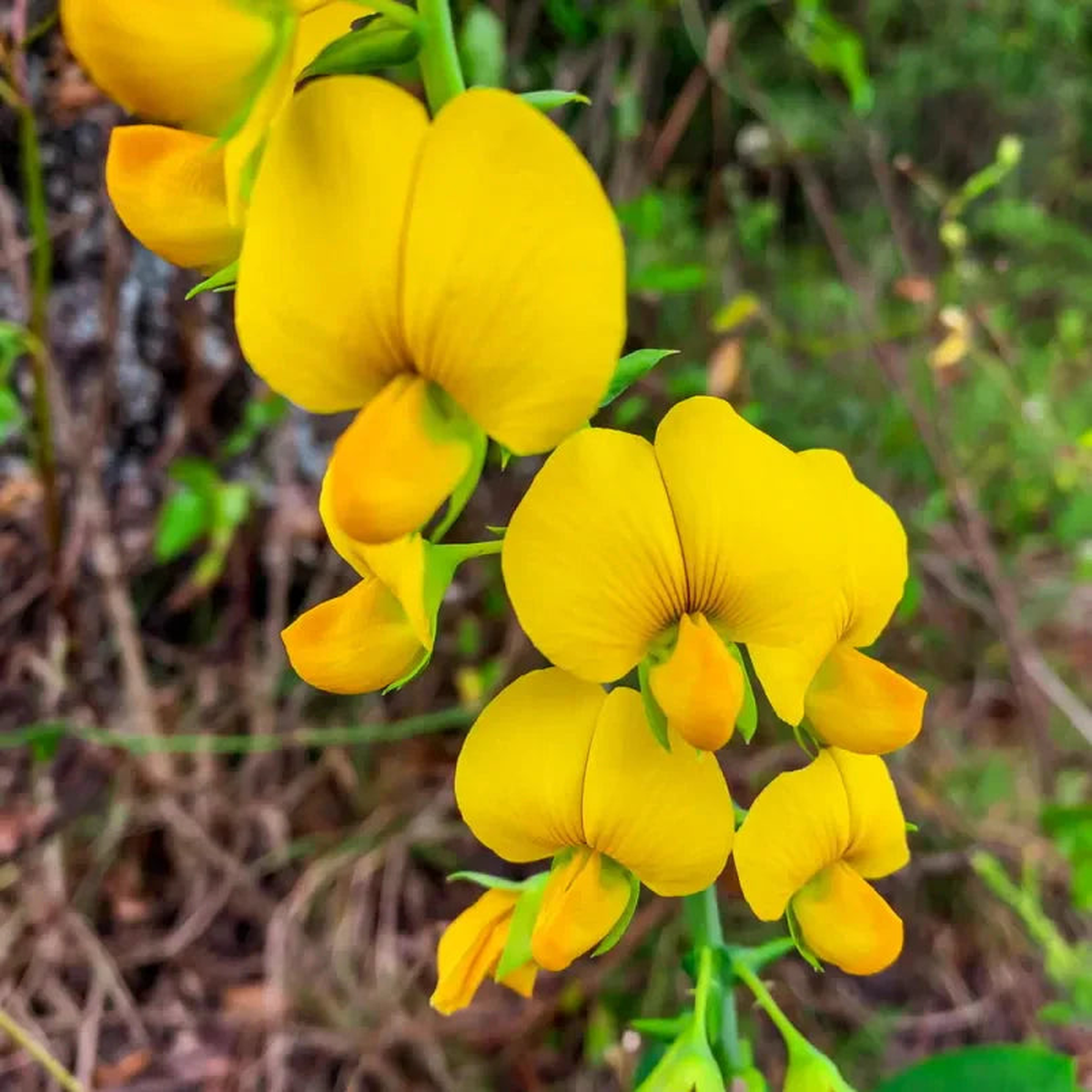 Yellow Smooth Rattlebox Plant Seeds Planting Unique
