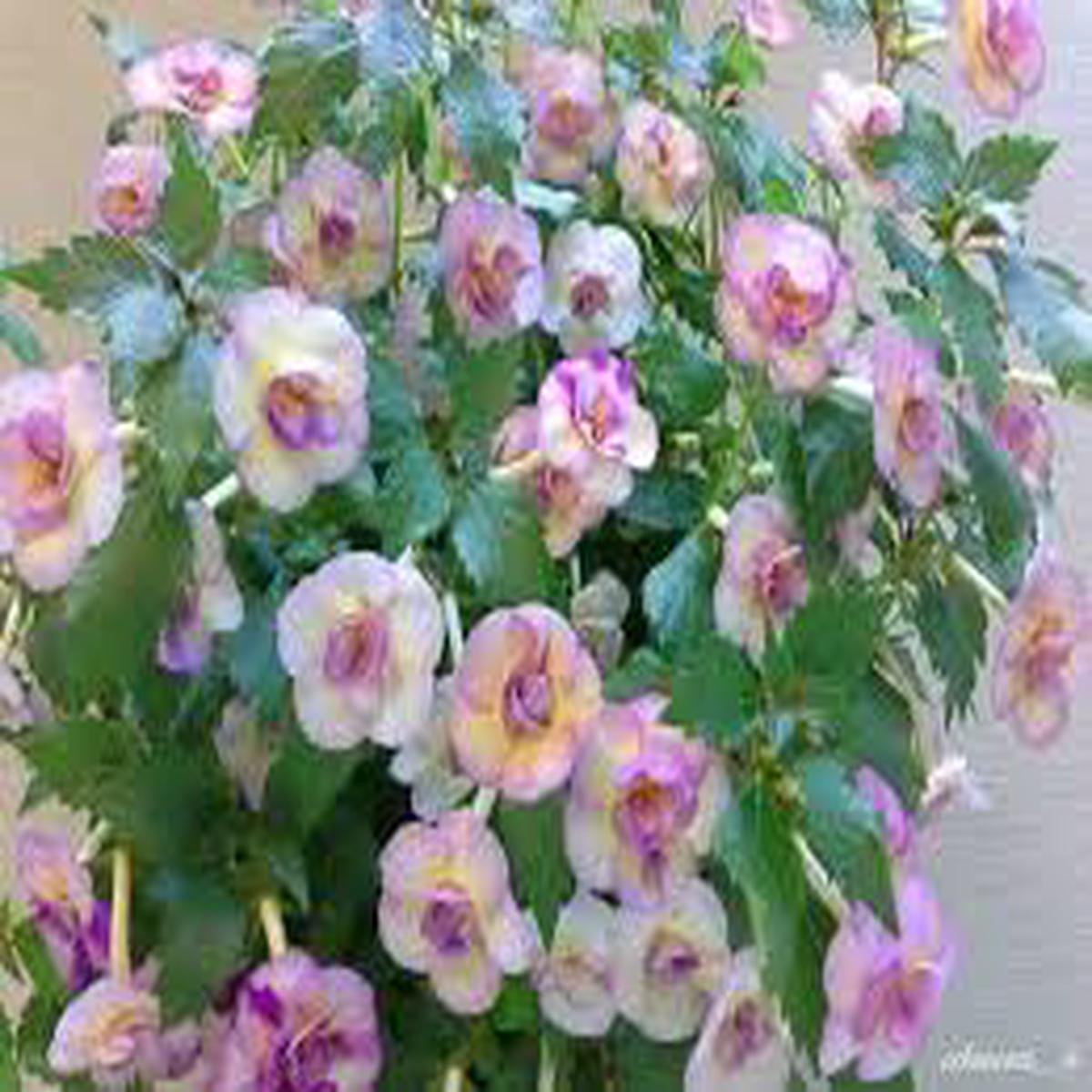 Achimenes Limoncello Flower Seeds for Planting  Hardy Variety, Heirloom, Non-GMO, High Germination