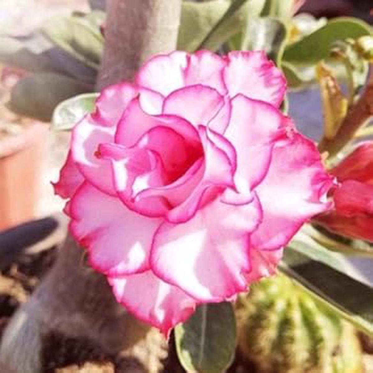 Adenium Obesum Rose Flower seeds for Planting Fragrant Blossoms Heirloom & GMO Free Seeds for Home Garden   Sale