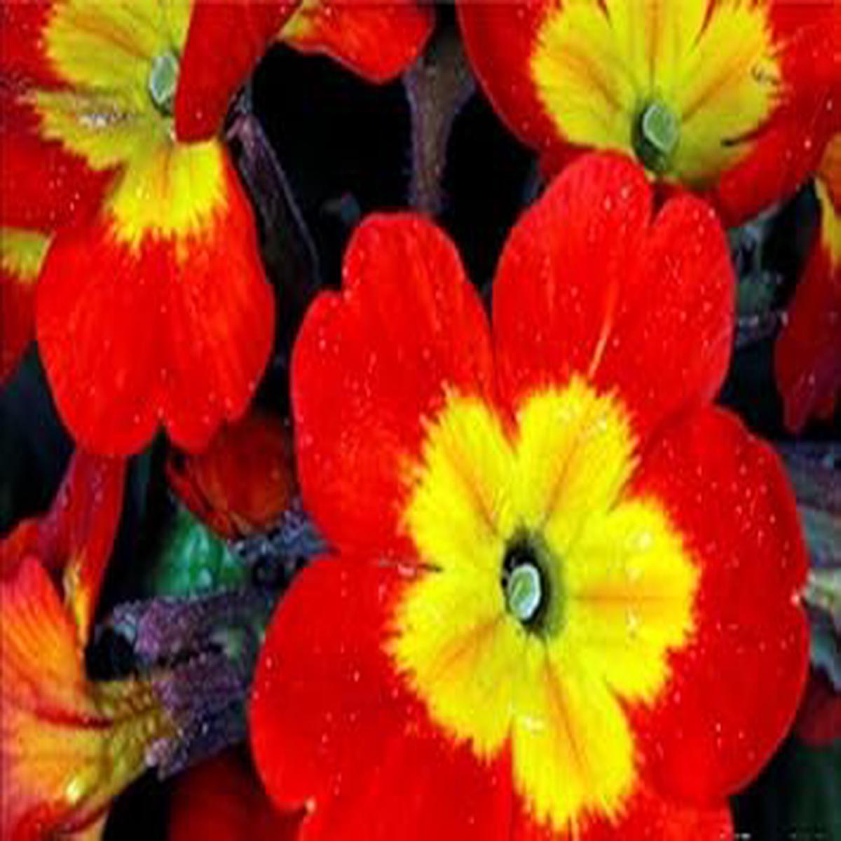 product-details