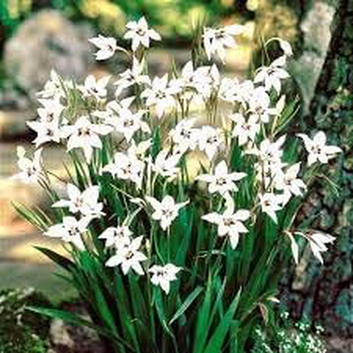 Acidanthera Flower Seeds for Planting  Fragrant Blossoms, Heirloom, Non-GMO, High Germination Garden Seeds
