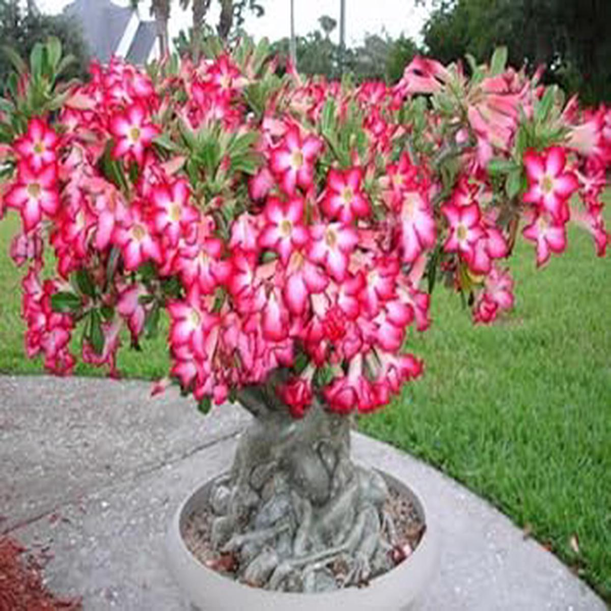 Adenium Flower Seeds Heirloom Non GMO Planting - 100 pcs