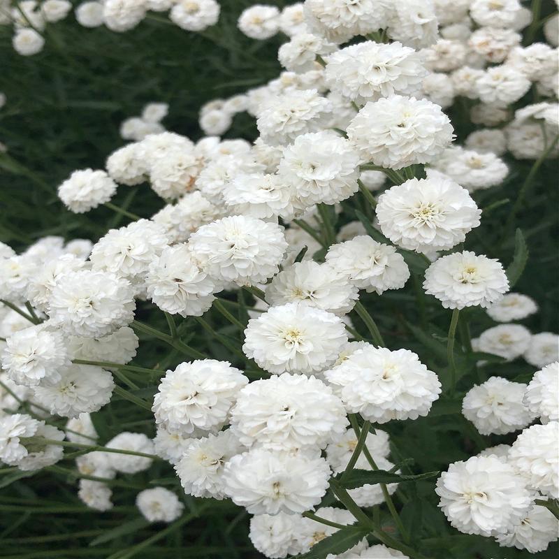 200 White Pearl Yarrow Flower Seeds