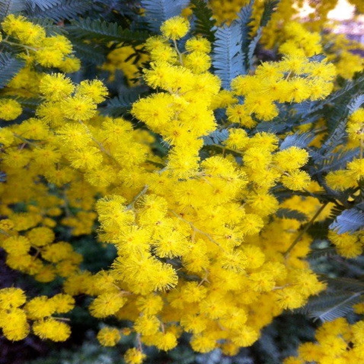 Acacia Baileyana Flower seeds for Planting Bright Blooms Heirloom & GMO Free Seeds for Home Garden Sale