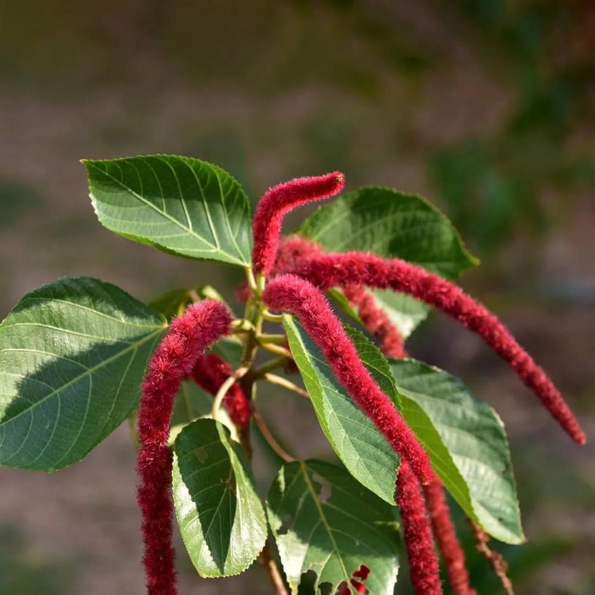 Acalypha Flower Seeds for Planting Heirloom, Non-GMO, High Germination Organic Garden Seeds