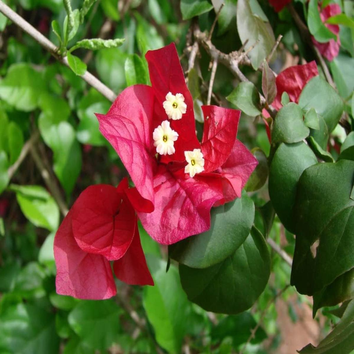 product-details