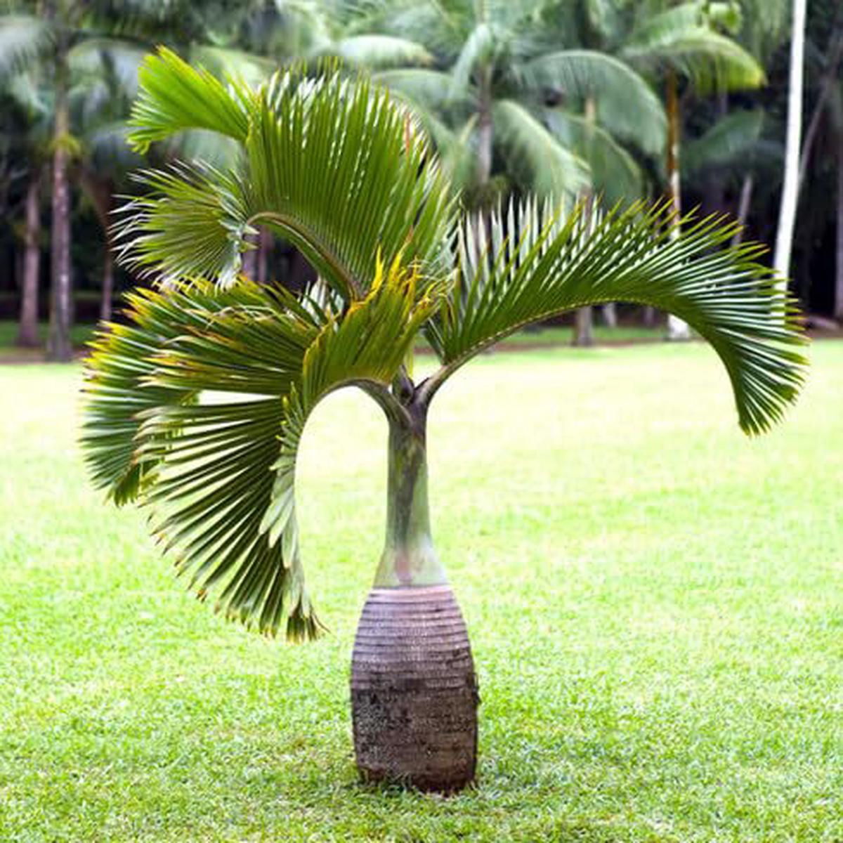 product-details