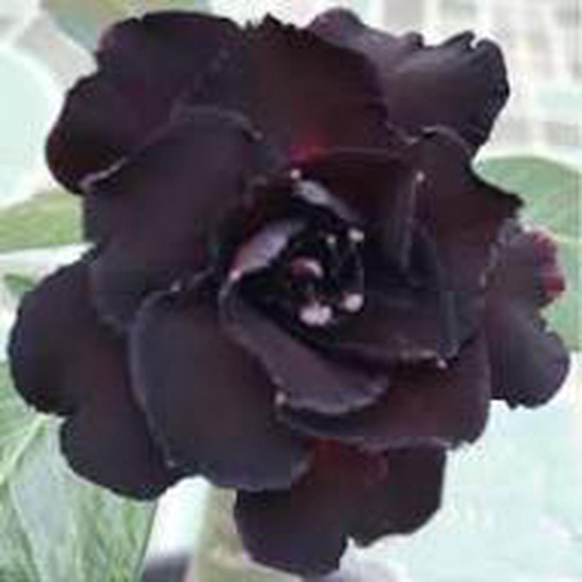 Adenium Desert Flower seeds for Planting  Easy to Grow, Heirloom & GMO Free Seeds for Home Garden, High Germination
