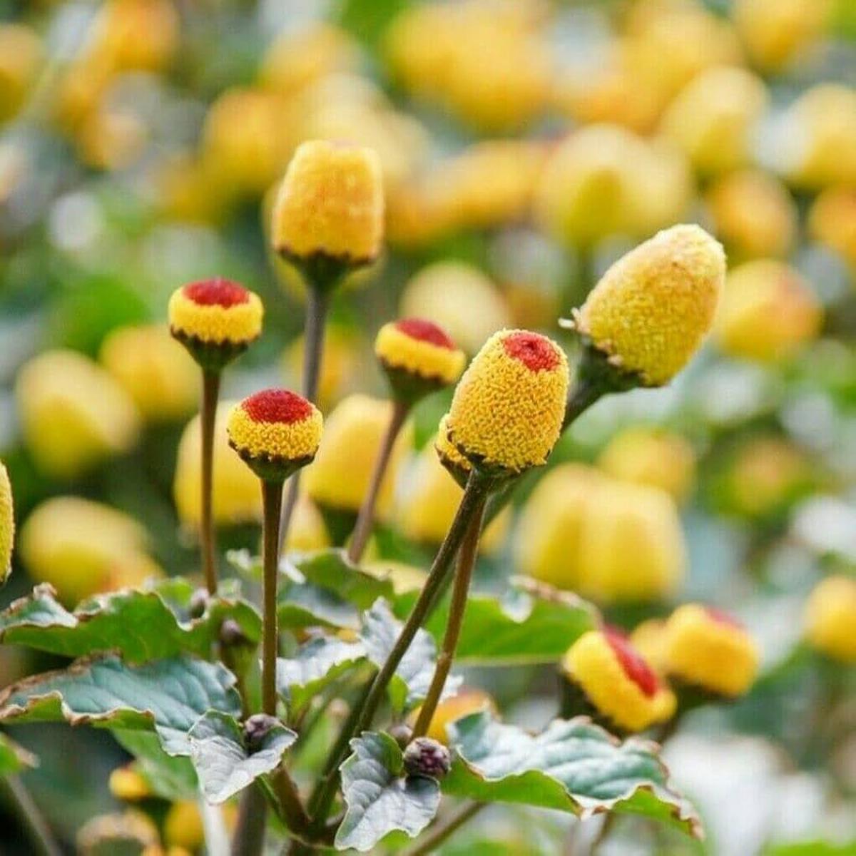 Acmella Oleracea Flower Seeds for Planting  Heirloom, Non-GMO, Medicinal, Easy to Grow