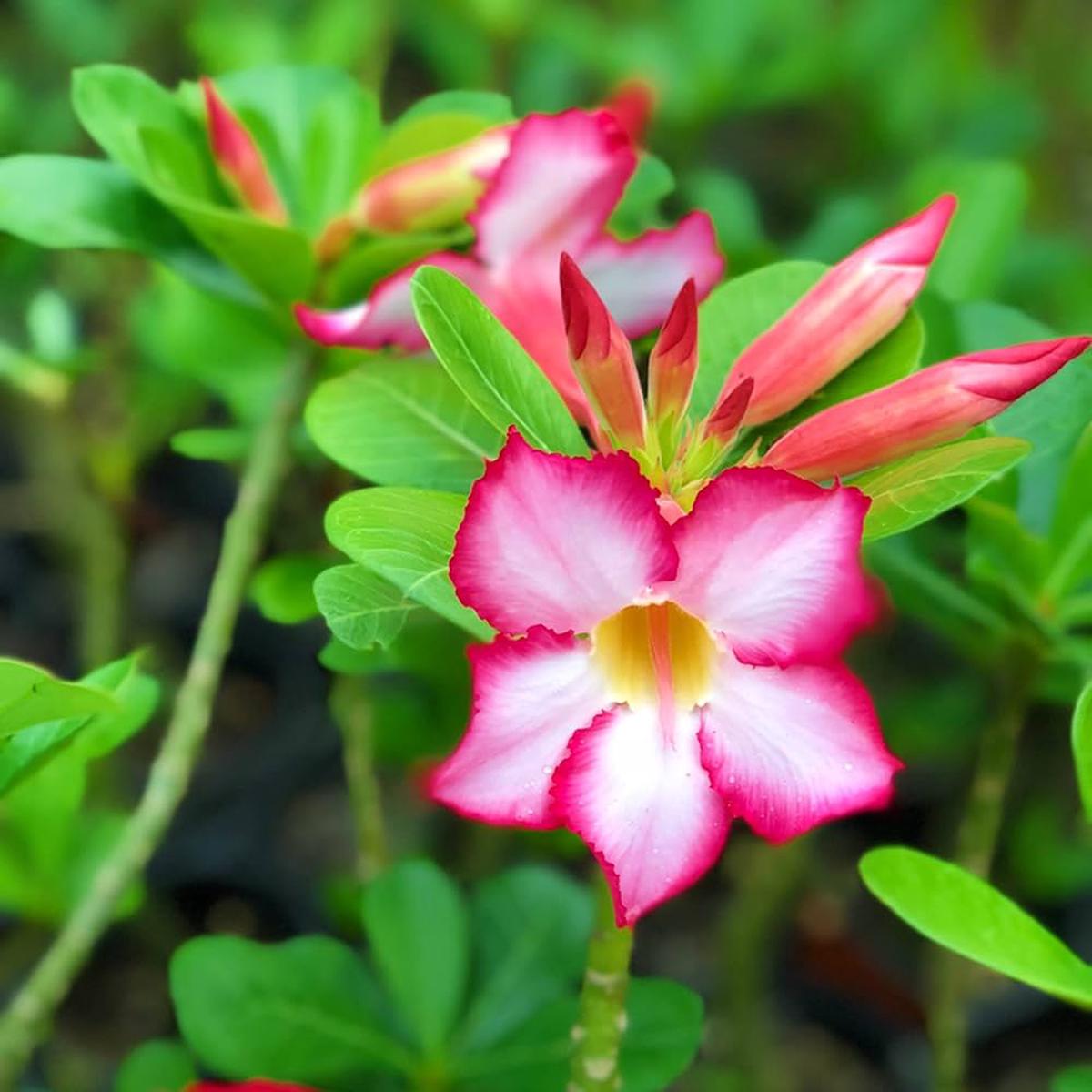 Adenium Flower seeds for Planting Fragrant Blossoms Heirloom & GMO Free Seeds for Home Garden