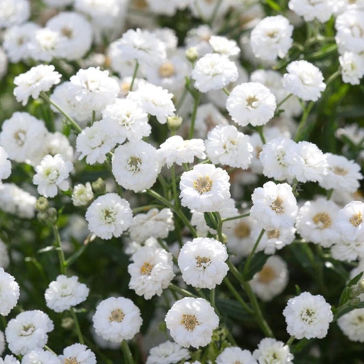 Achillea Ptarmica (Sneezewort) Seeds for Planting Heirloom, Non-GMO, Hardy, Perennial