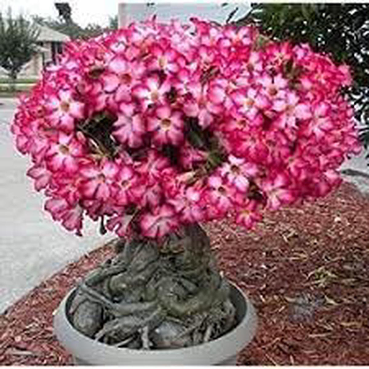 Adenium Obesum Flower Seeds Heirloom, Non-GMO, High Germination Organic Garden Seeds