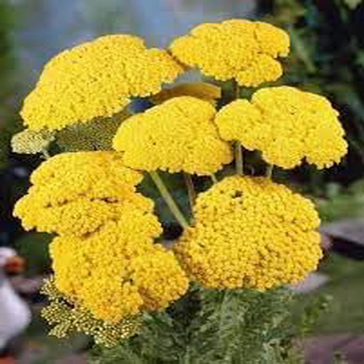 Achillea Flower Seeds for Planting, Heirloom, Non-GMO, 100 pcs
