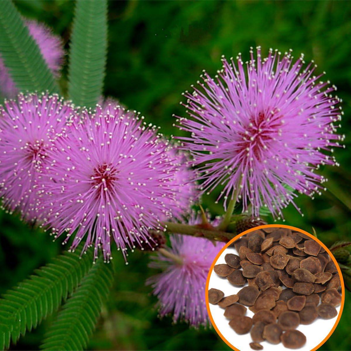 Acacia Baileyana Flower Seeds for Planting  Heirloom, Non-GMO, High Germination Organic Garden Seeds