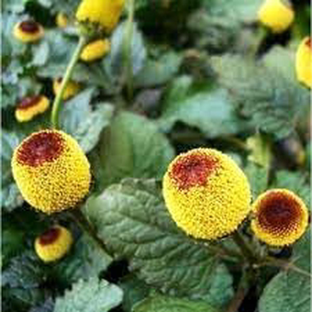 Acmella Flower seeds for Planting - Cut Flower Favorite, Heirloom & GMO Free Seeds for Home Garden