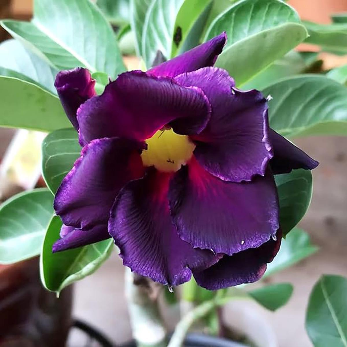 Adenium Obesum Flower seeds for Planting Low Maintenance Heirloom & GMO Free Seeds for Home Garden