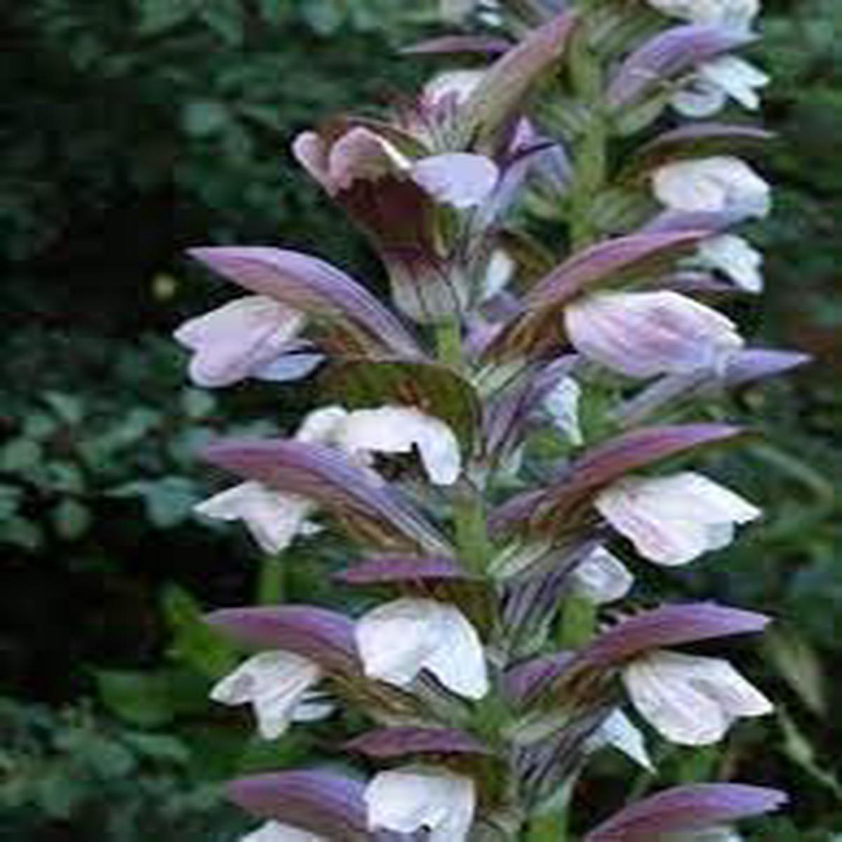 Acanthus Mollis Flower seeds for Planting Pollinator Friendly Heirloom & GMO Free Seeds for Home Garden