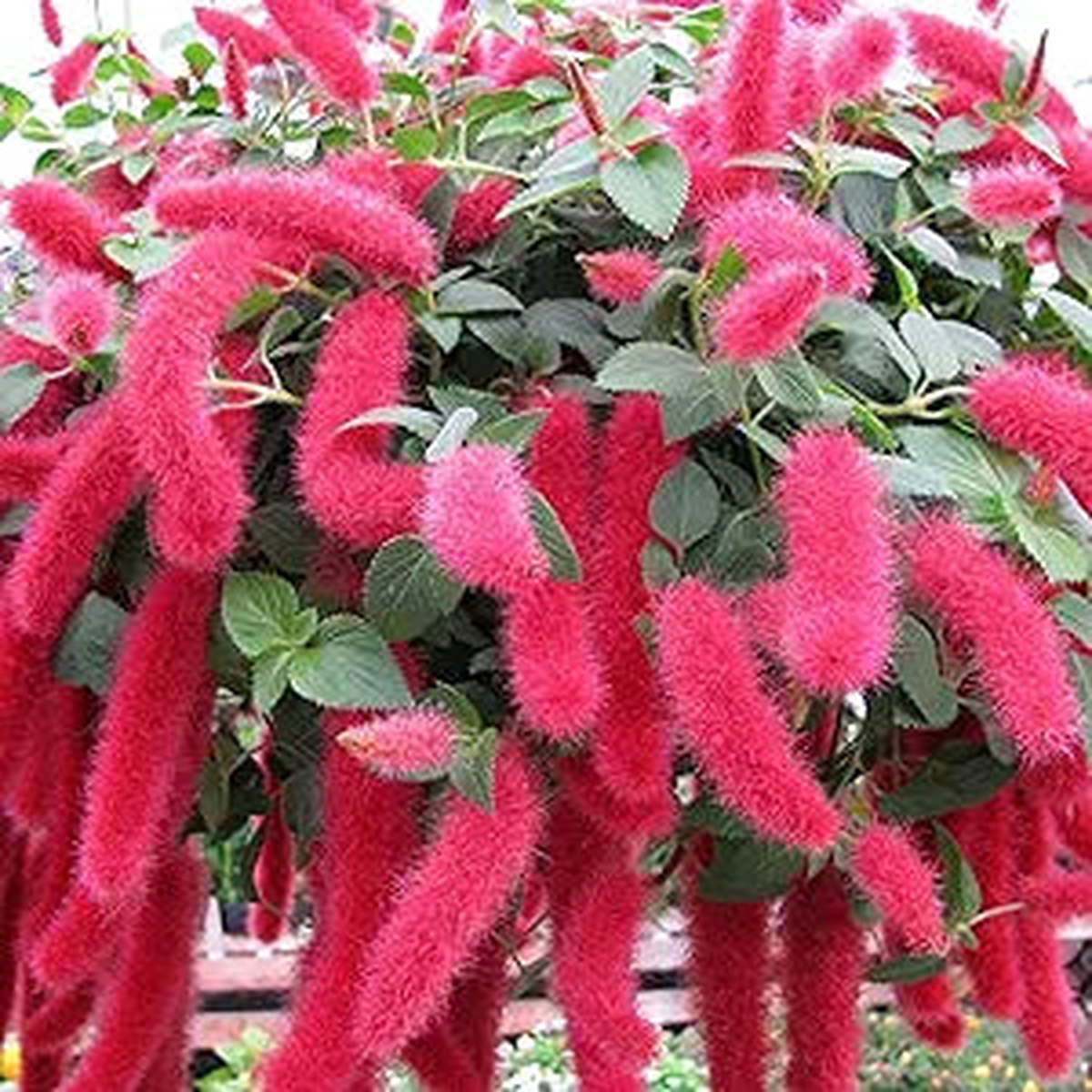 Acalypha Pendula Acalypha pendula Seeds for Planting in Flower Bed & Garden
