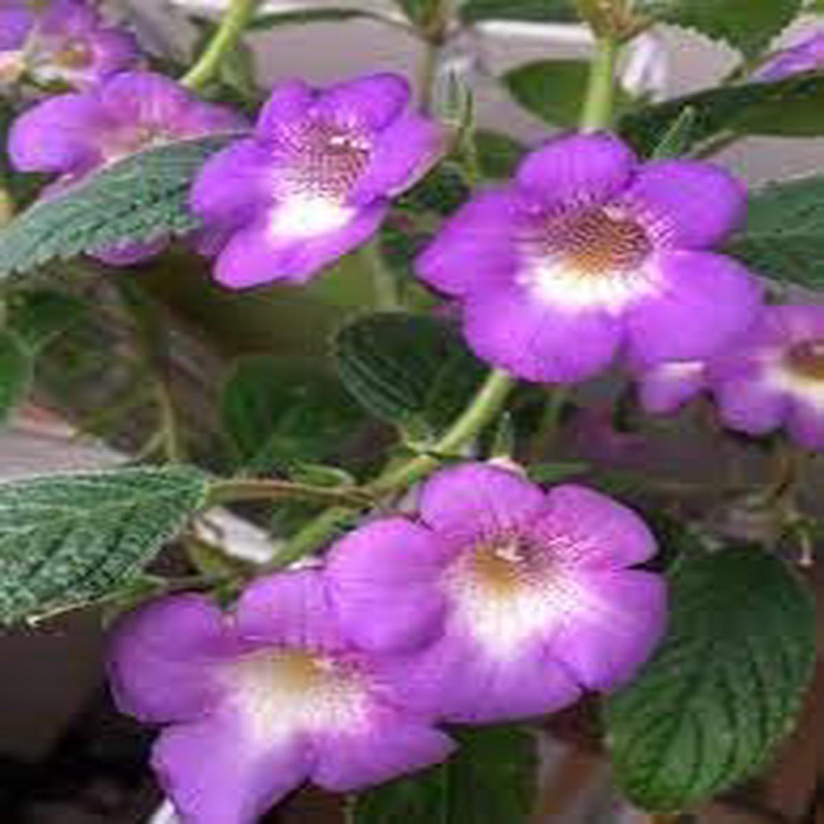 Achimenes Limoncello Flower Seeds for Planting  Heirloom, Non-GMO, Organic Garden Blooms