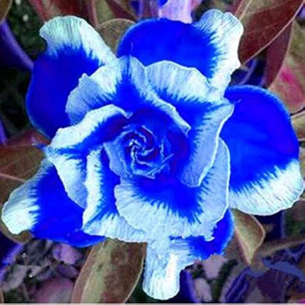 Adenium Flower Seeds for Planting - Stunning Blue and White Varieties for Your Garden