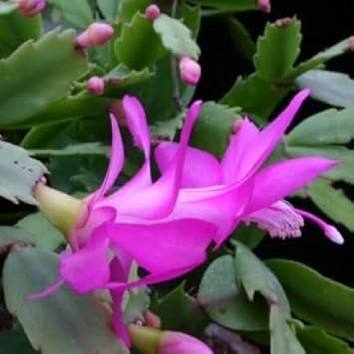 Zygocactus Purple Flower seeds for Planting - Shade Tolerant, Heirloom & GMO Free Seeds for Home Garden