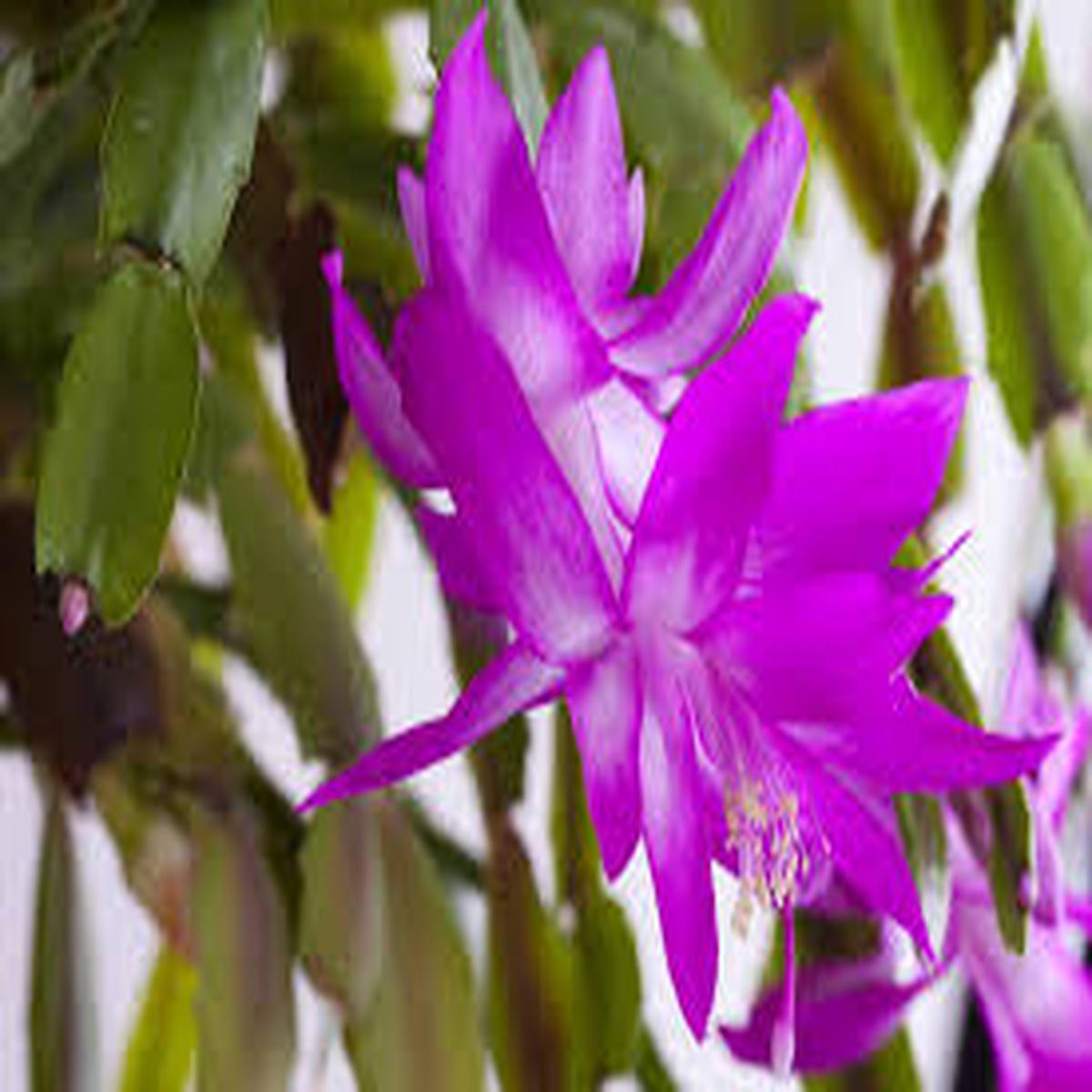 Zygocactus Purple Flower Seeds for Planting  Shade Tolerant, Heirloom & Non-GMO