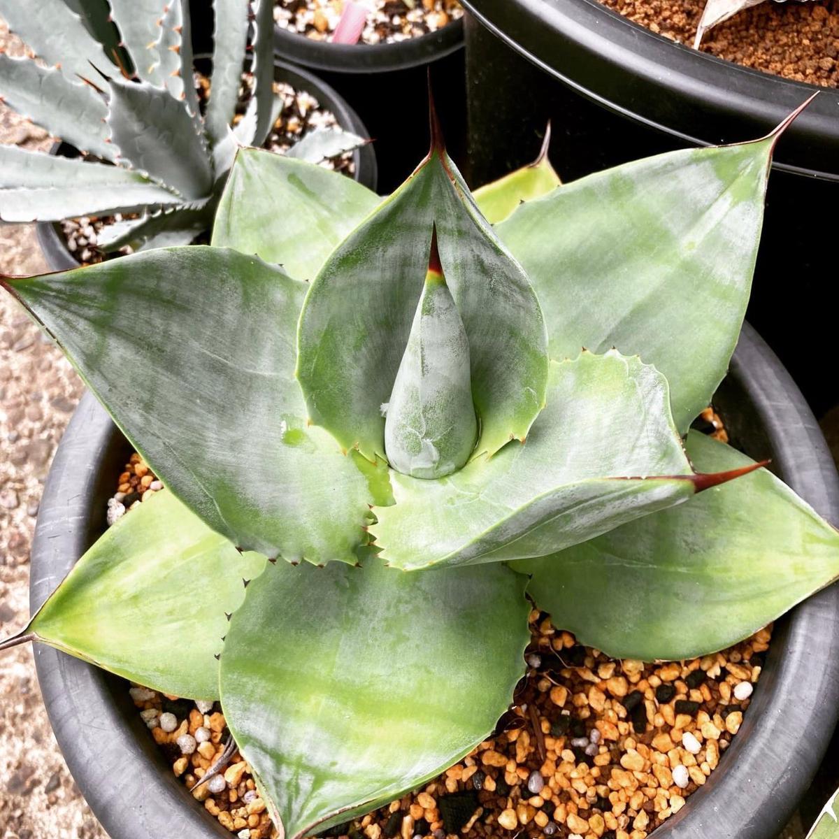 Agave pachycentra SEEDS