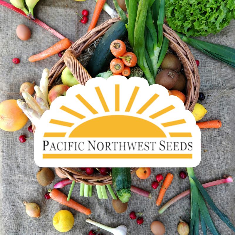Beans Royal Burgundy Bush (Large) - Pacific Northwest Seeds