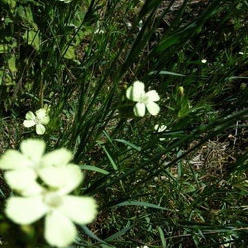 Dianthus Knappii - Eagleridge Seeds