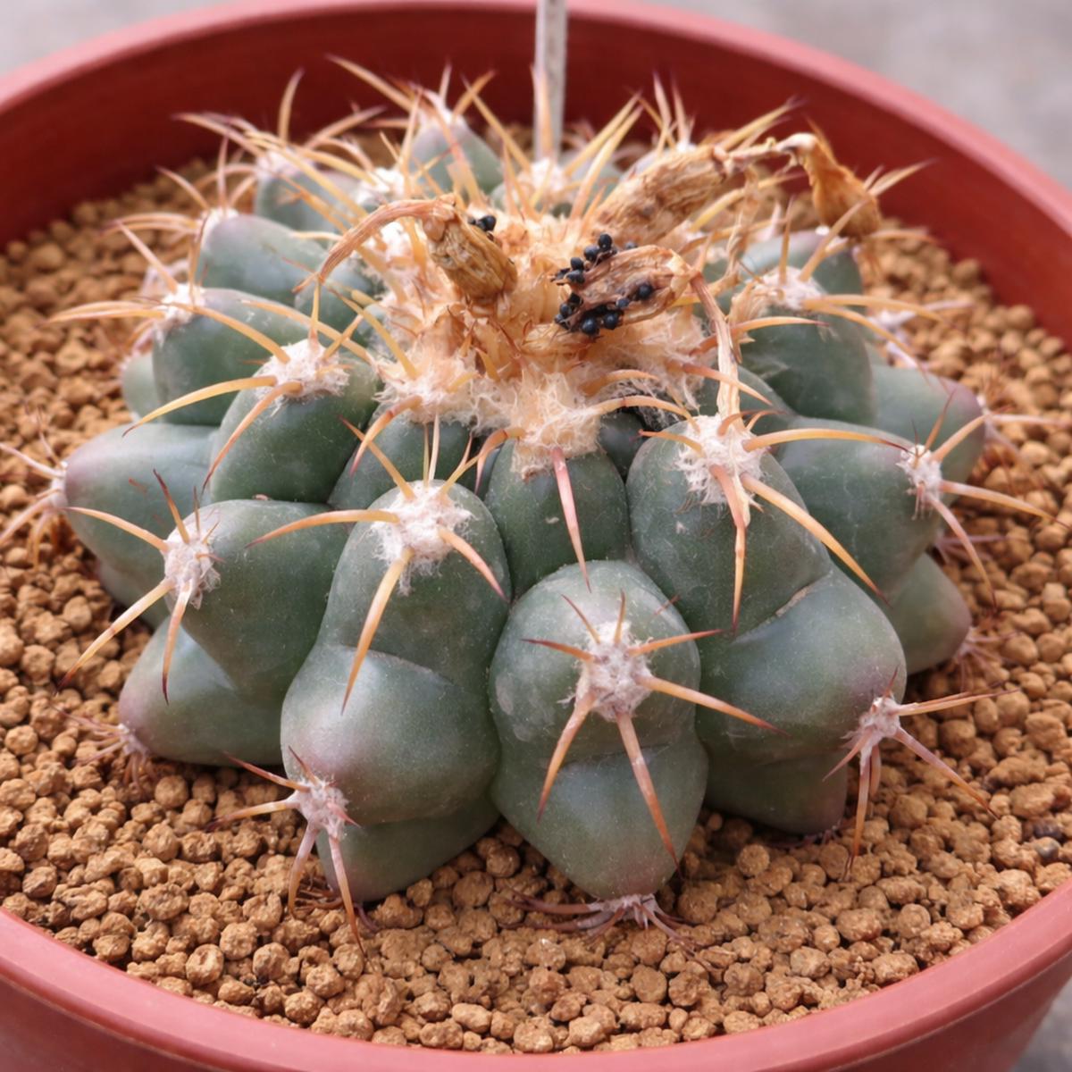 Discocactus sp. Limpa SEEDS