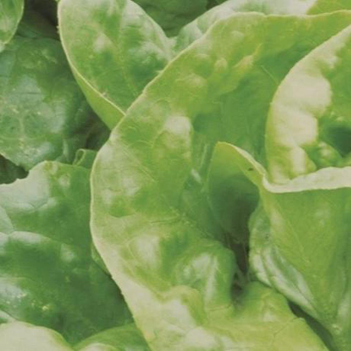 Organic Butterhead Lettuce (Mirla) - Metchosin Farm Seeds