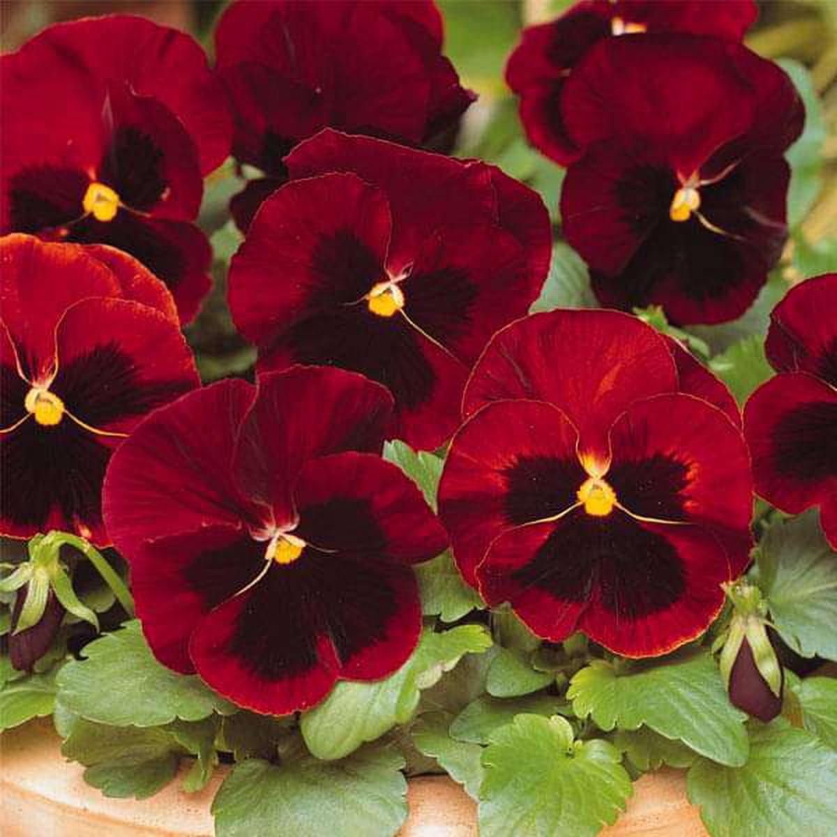 Pansy F1 Scarlet Red Blotch - Flower Seeds - Default Title
