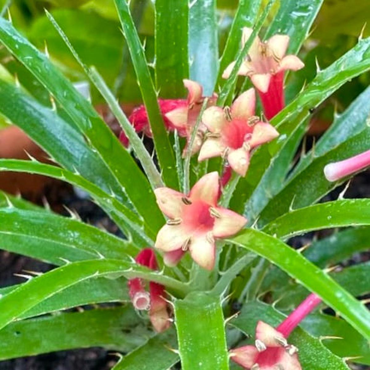 Puya ferruginea SEEDS