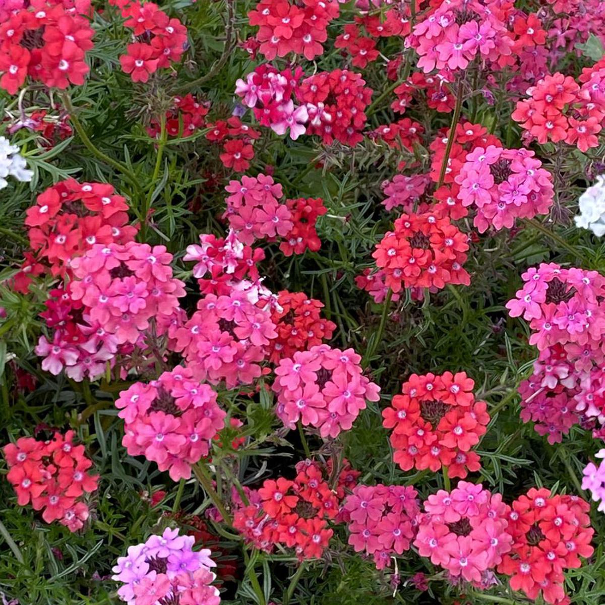 'Sweetheart Kisses' Moss Verbena Seeds