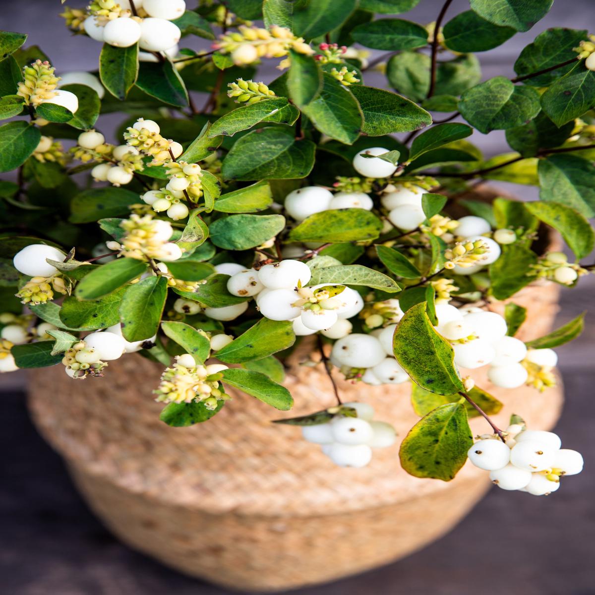 10 Dwarf CREEPING SNOWBERRY Shrub White Pink Flower Symphoricarpos Mollis Seeds