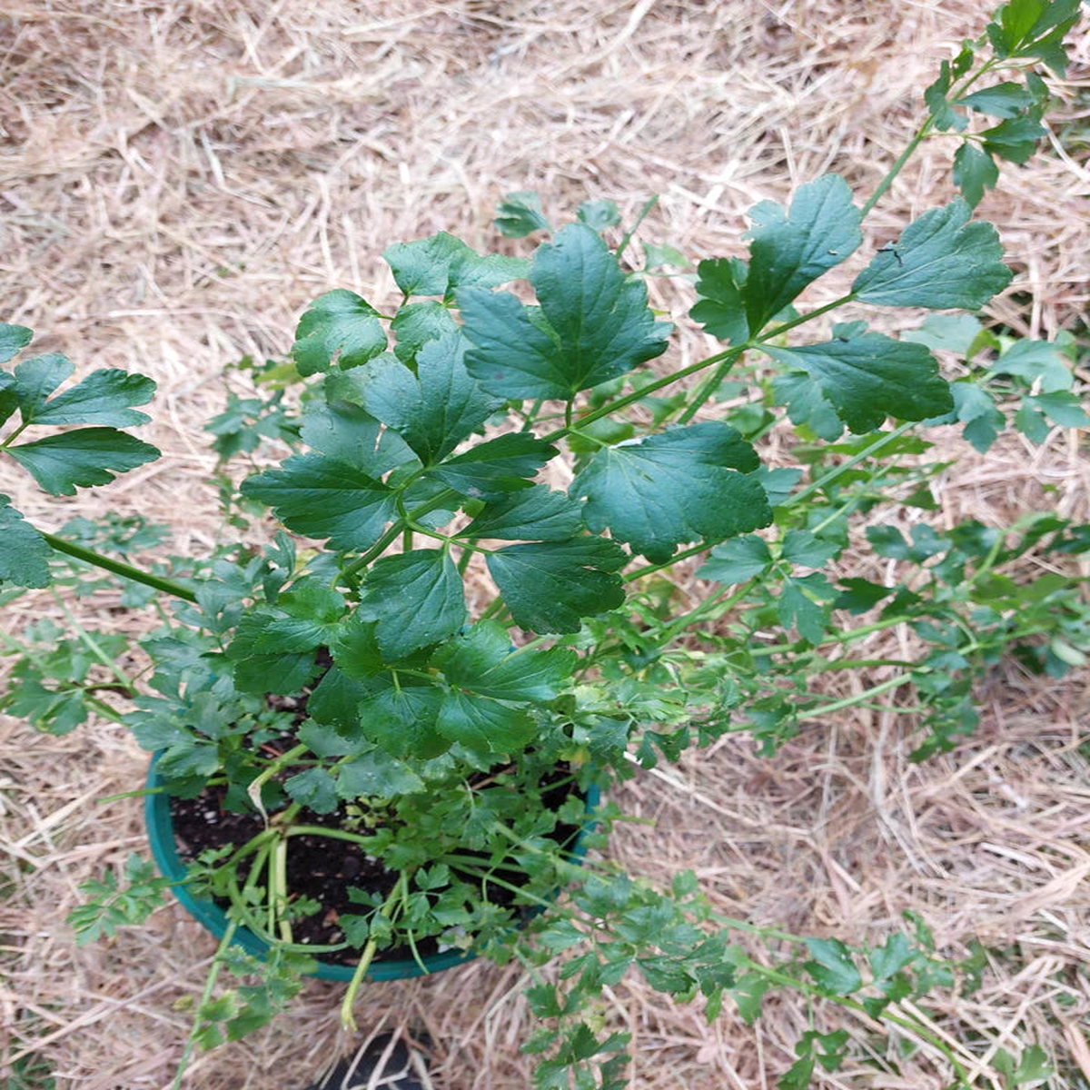 Zwolsche Krul Leaf Celery - Eagleridge Seeds
